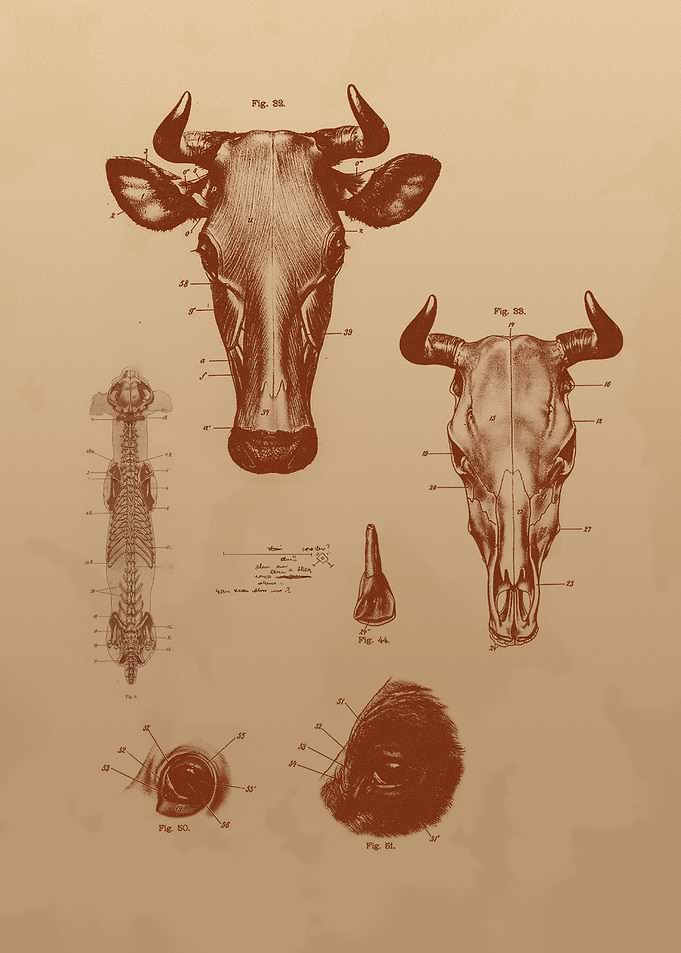 Bulls Head