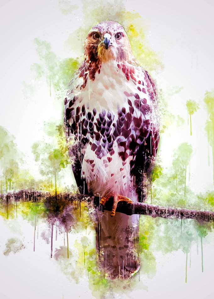 Hawk