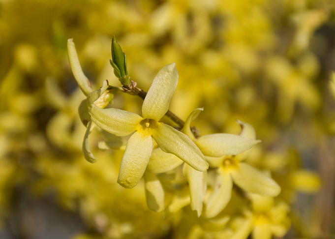 Yellow spring