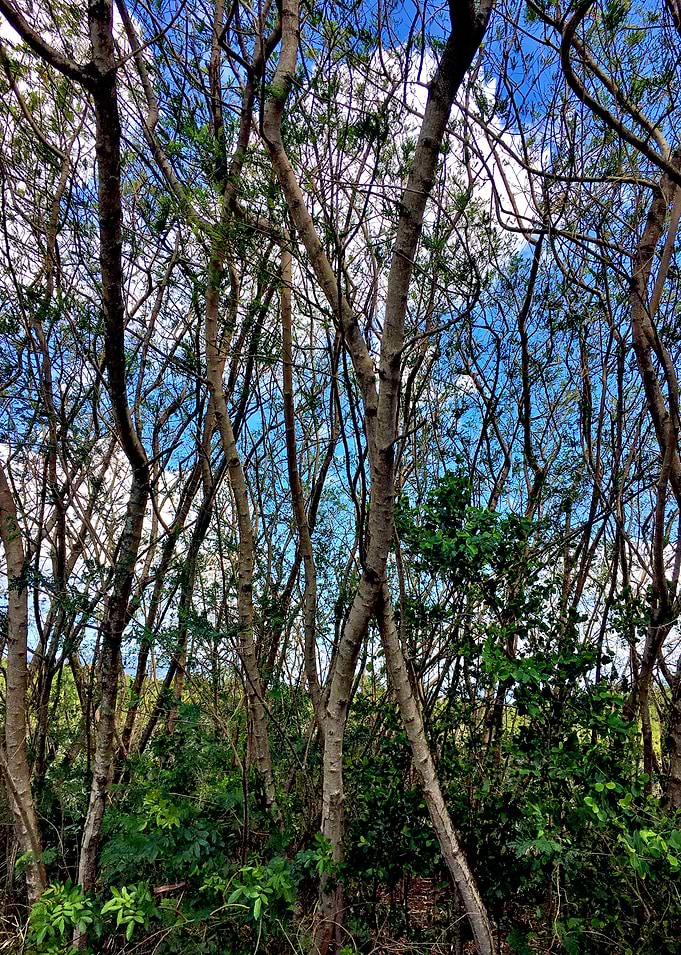 Trees and Roots Brasil-11