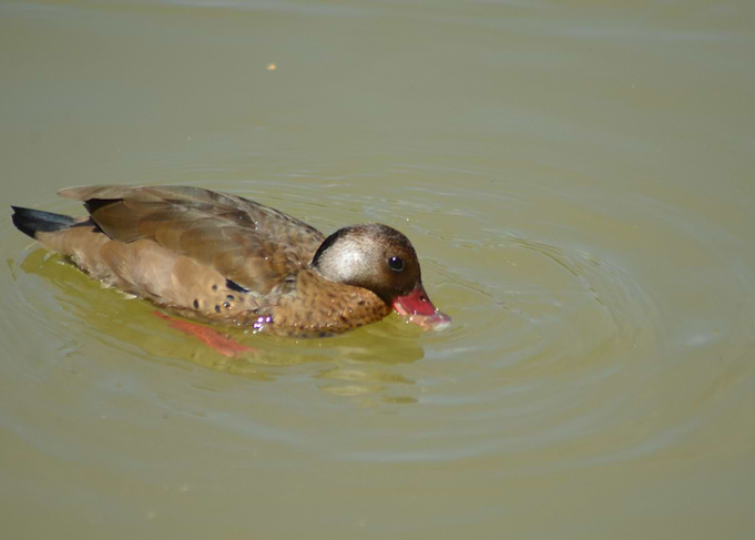 Ducks