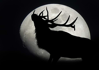 Elk Bugling