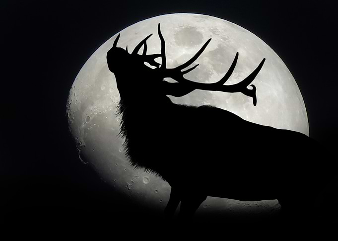 Elk Bugling