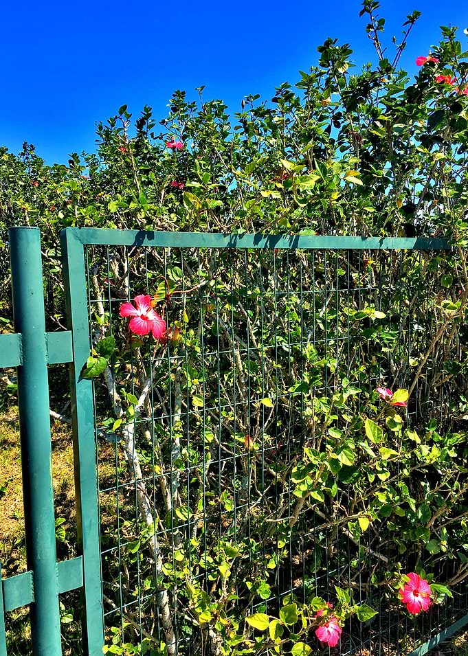 Flor Brasil-10_2018