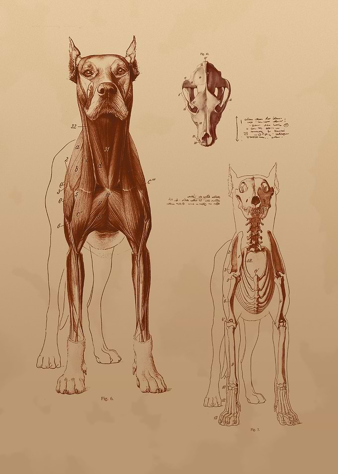 Big Dog