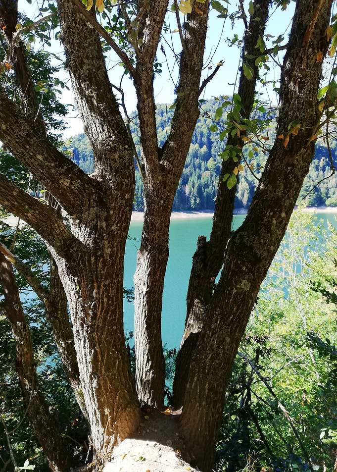 Limited tree