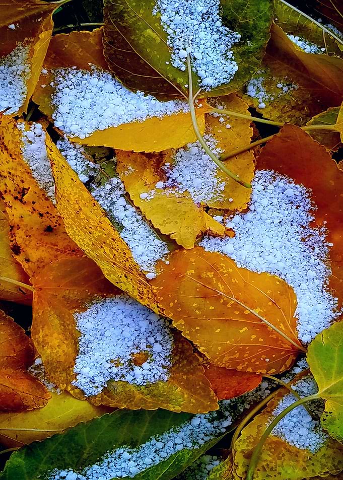 First Fall Snow
