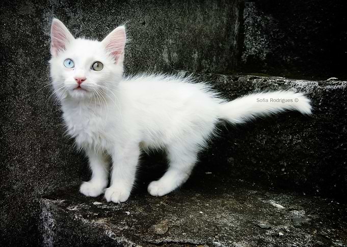White Sebastian