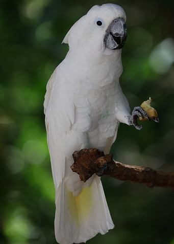 Sulphur crested Cockatoo
