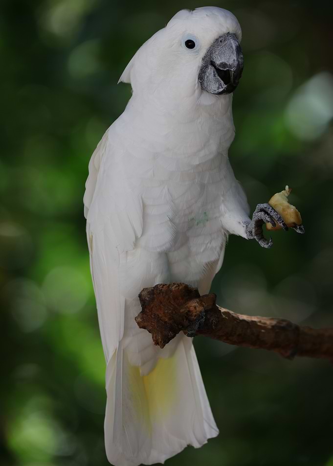 Sulphur crested Cockatoo
