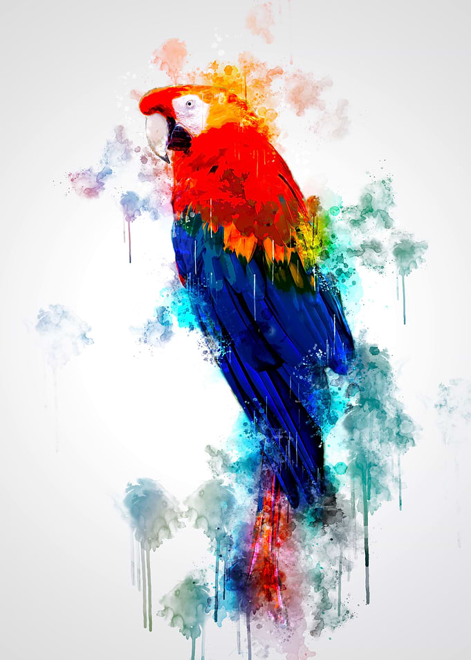 Macaw Parrot