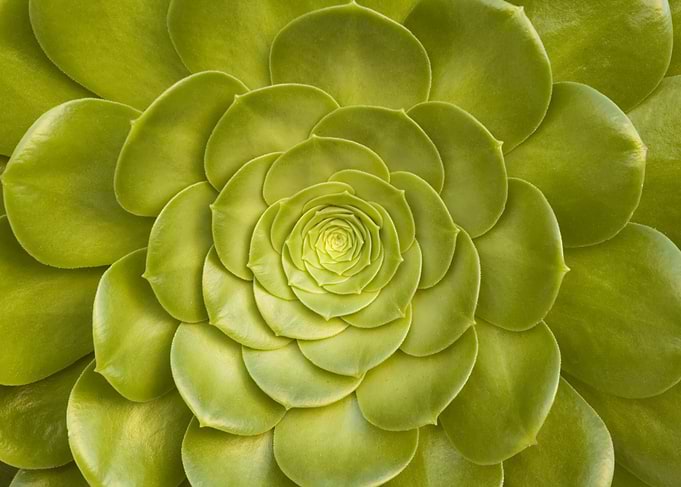 Macro 1