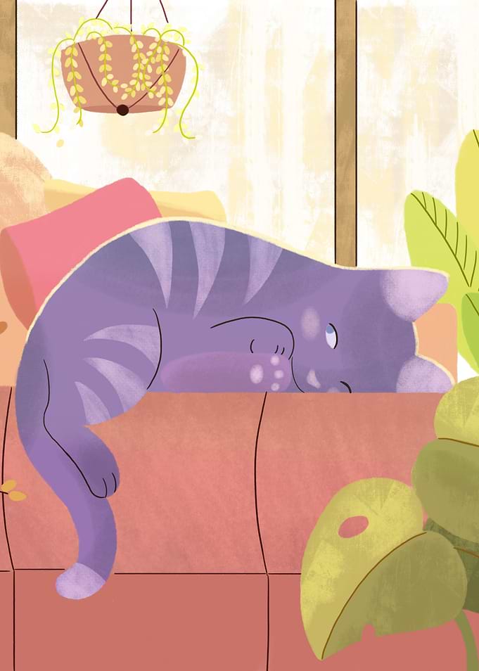 Cat Nap