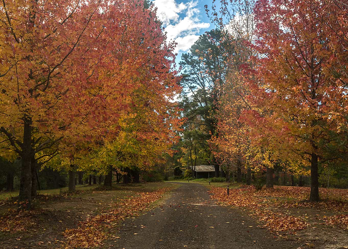 Autumn Alley