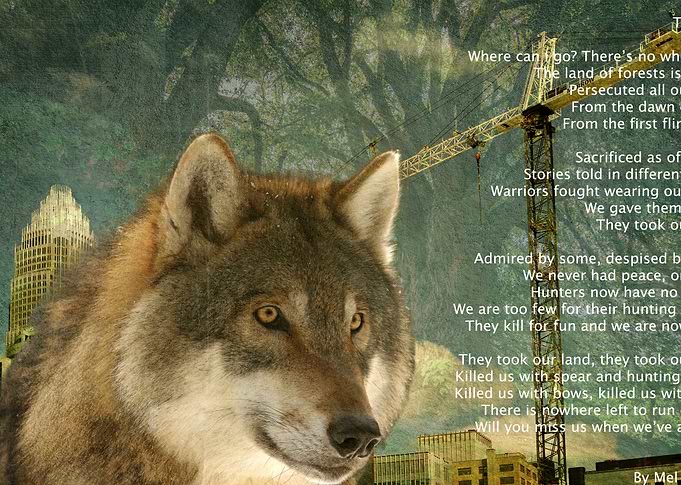The Wolf