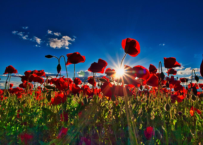Poppies at Sunset