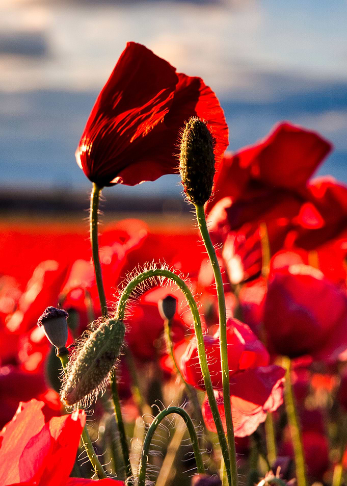 Poppies at Sunset II