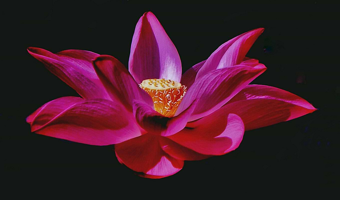 Lotus bloom
