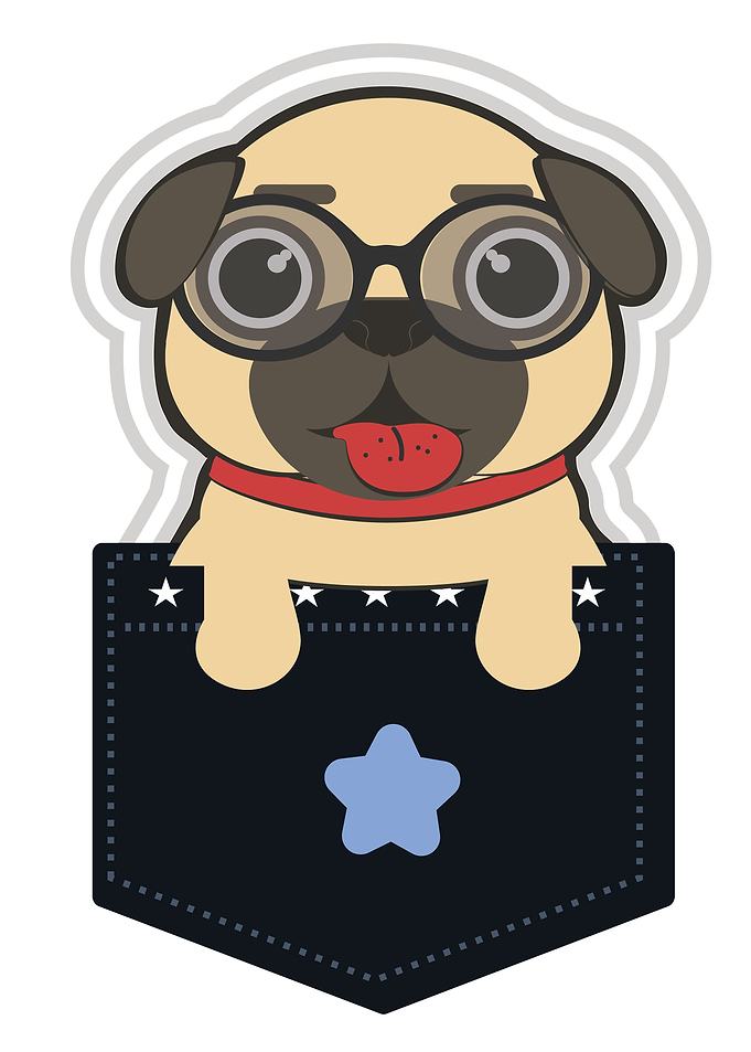 cute pug in the pocket