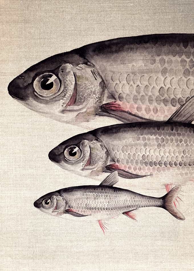 Minnow Watercolour