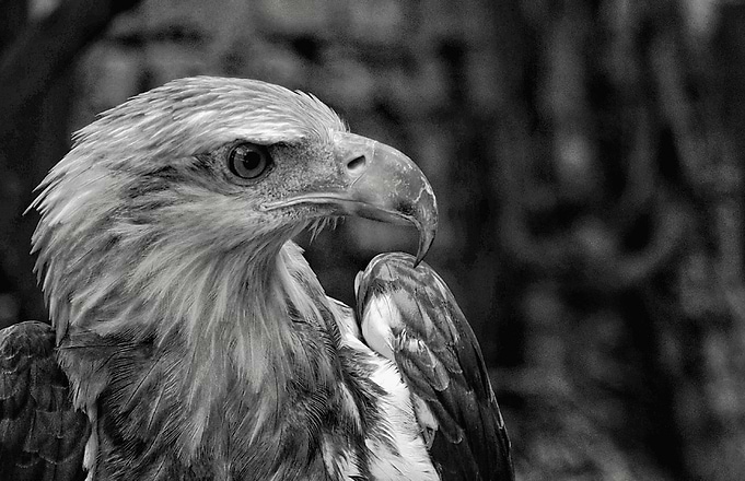 Eagle eye