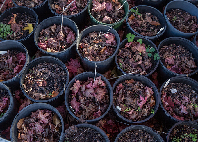 Autumn Pots