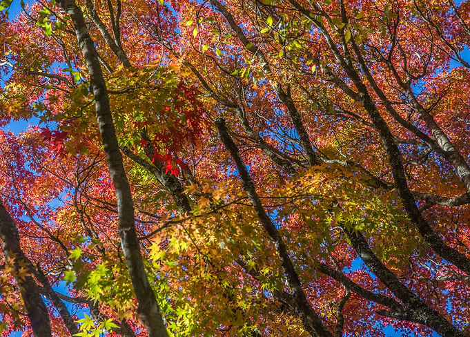 Autumn Colors
