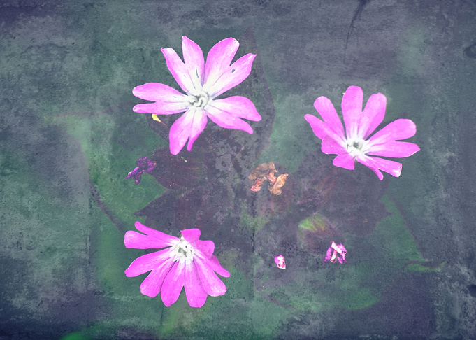 Pink flowers