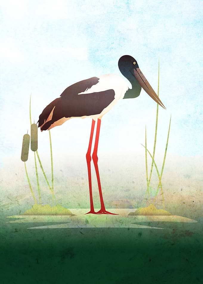 Jabiru