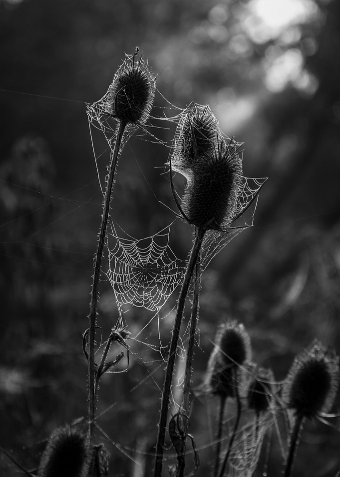 Spider Art