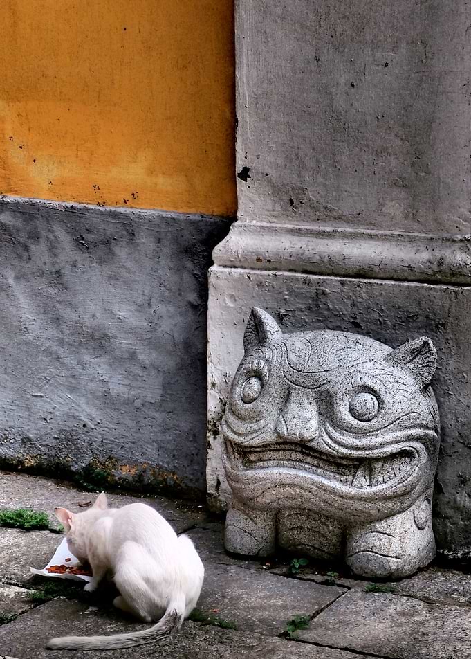 Cat Versus Cat
