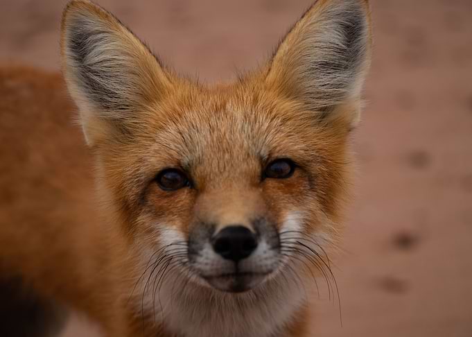 Fox 3