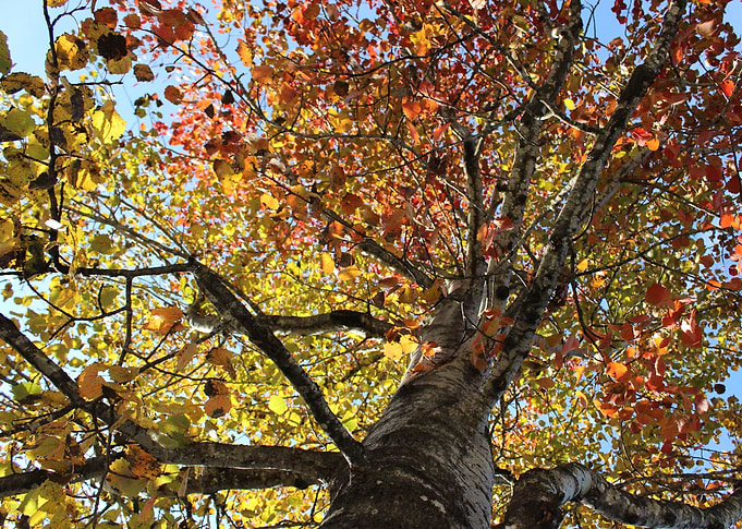 Tree of life Part 1
