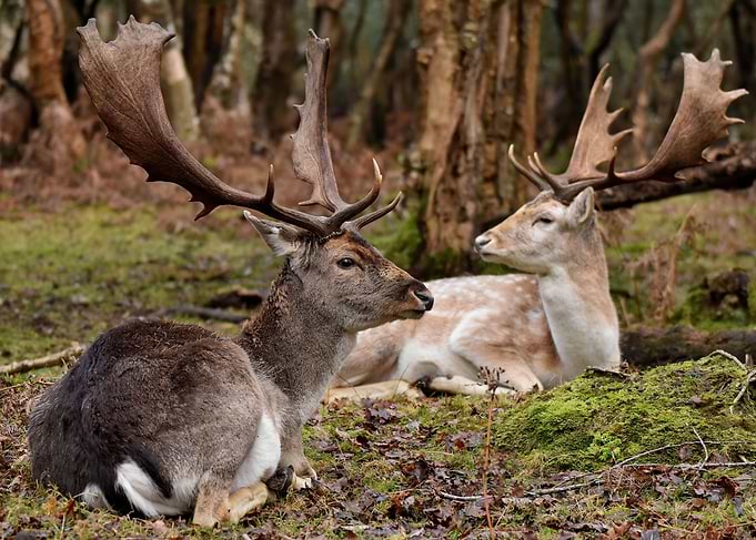 Fallow Deer Stags at Rest