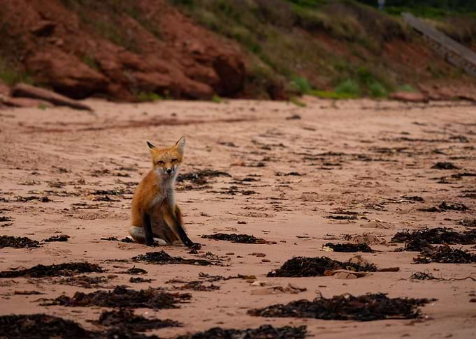 Fox 4