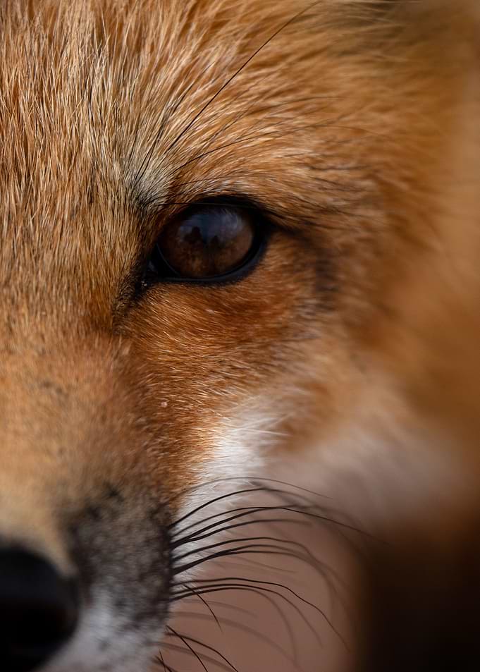 Fox 7