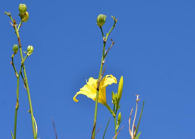 Yellow Flower