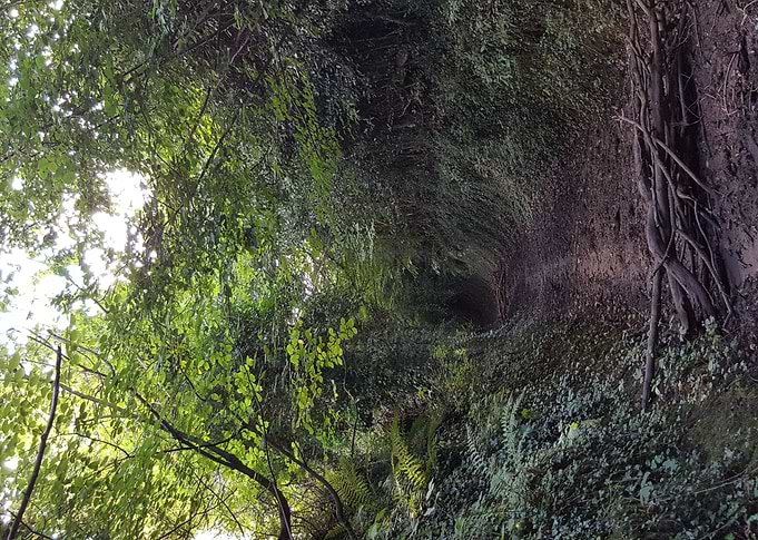 Mysterious Walk