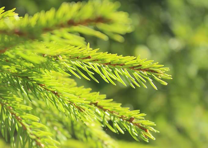 The fir