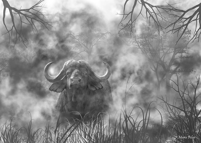 Early morning mist
