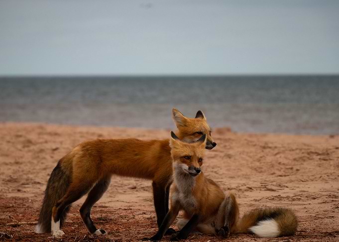 Fox 8