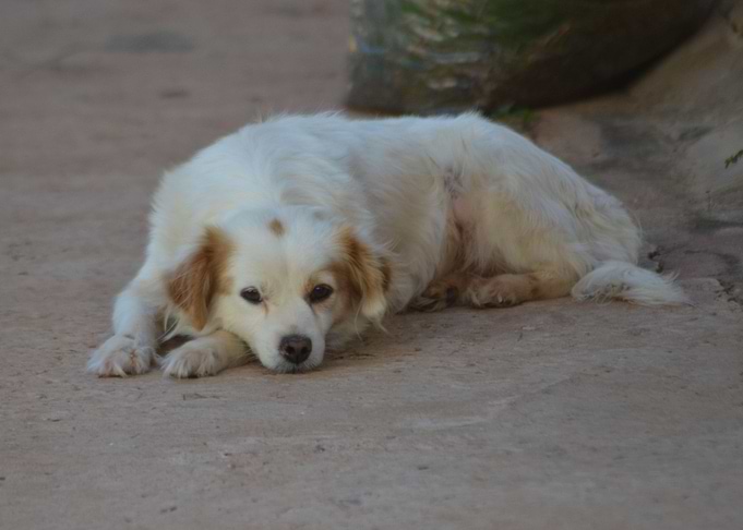 Domestic Dog