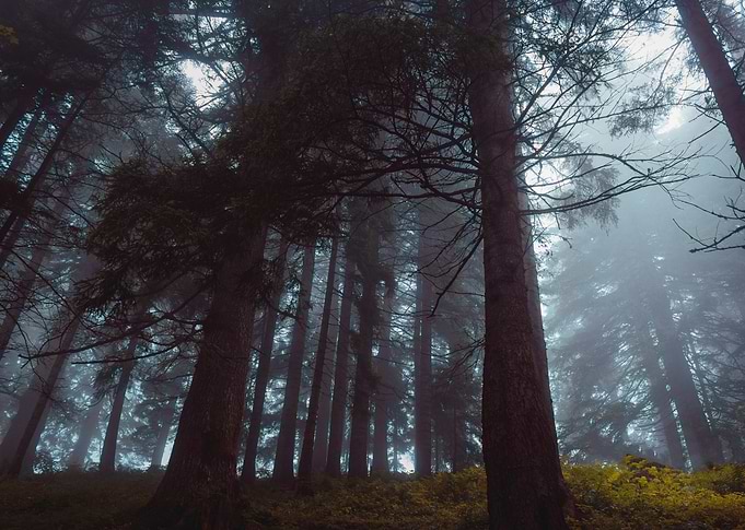Silence in the Wood