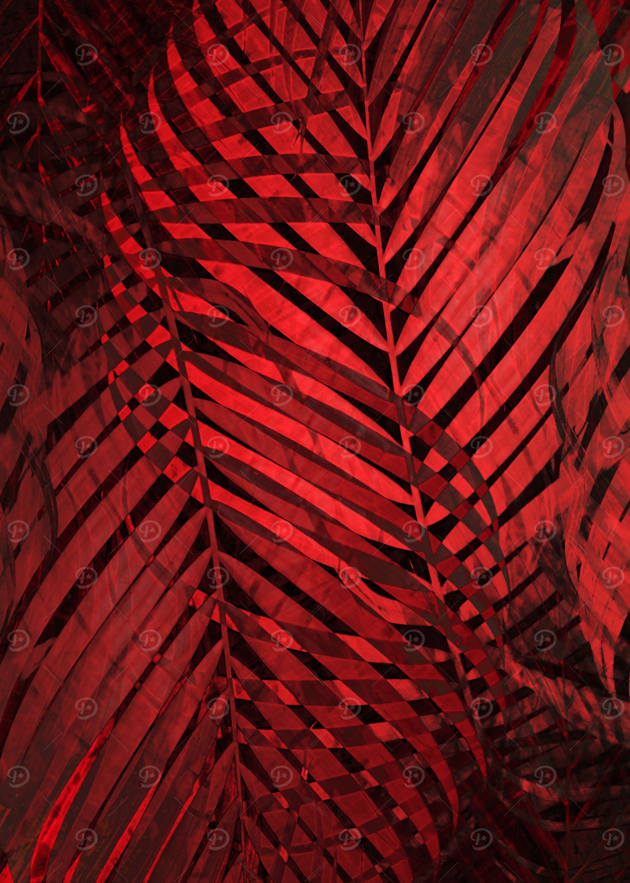 TROPICAL VALIANT POPPY 1
