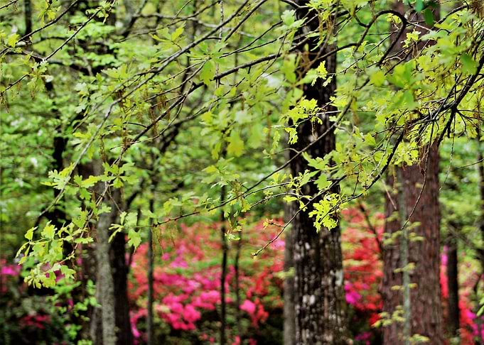 Colors of Spring