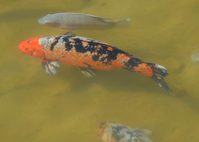 Fish