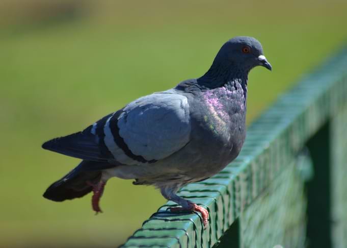 Bird