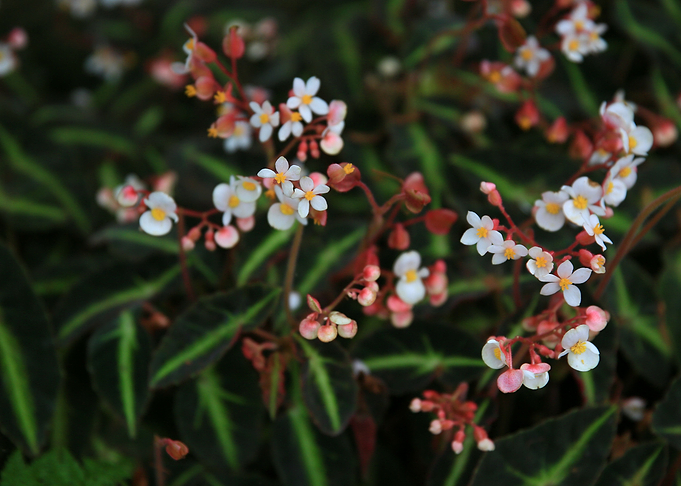 White Flowers