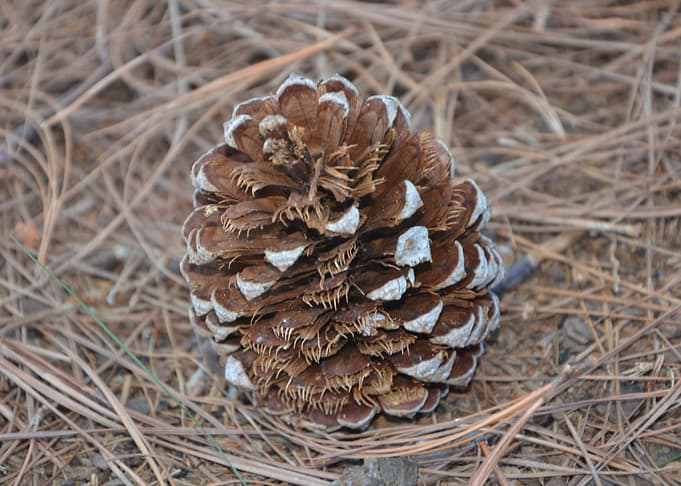 Perfect Nature