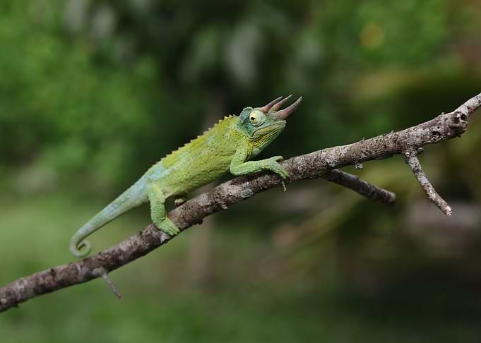 Jackson's Chameleon